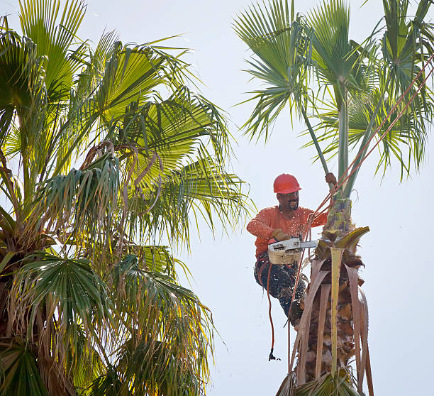 Residential Tree Removal in Tybee Island, GA